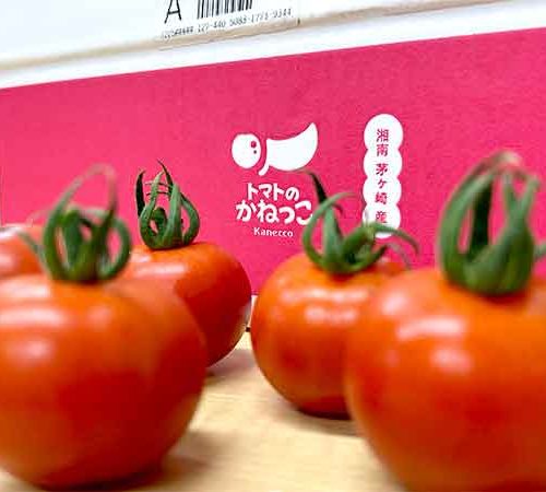 ～トマトの車窓から～ トマトのかねっこさまからクリスマスプレゼントが！🍅🎅 | 株式会社